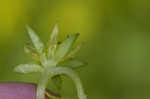 Stringy stonecrop